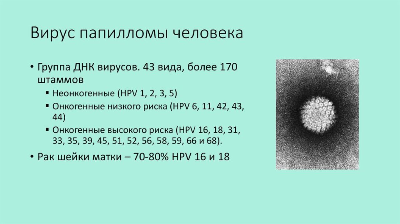Папиллома человека 16 18 тип. ВПЧ онкогенного типа. ВИУС папиломы человека. Вируспопиломы человека.