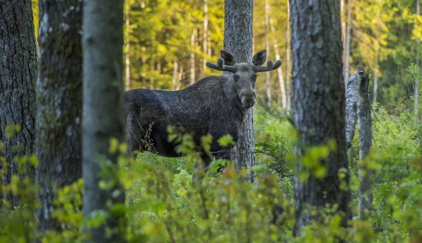 В Архангельской области завершается сезон охоты на лося