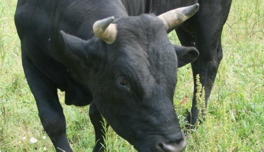 В Онежском суде рассмотрено дело по иску страховой компании о взыскании ущерба с владельца быка