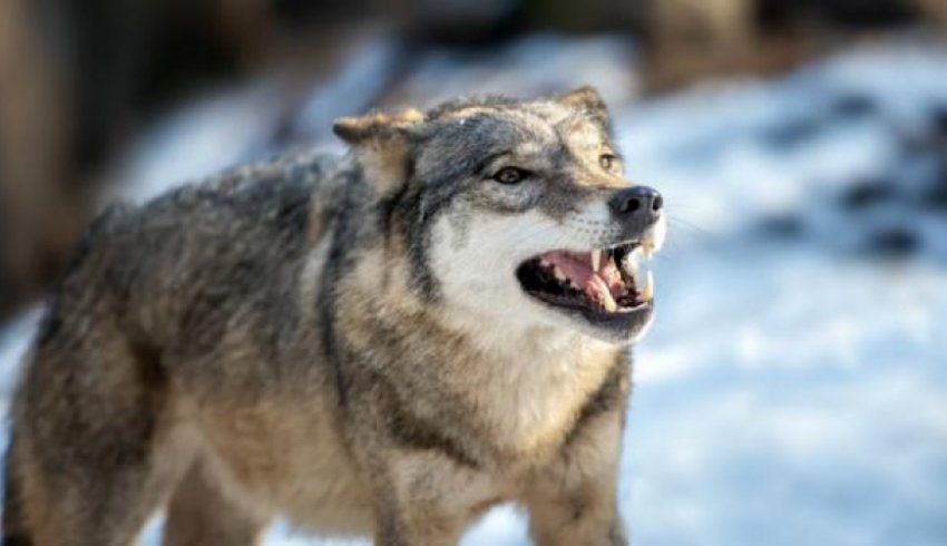 На юге Архангельской области волк забрался во двор частного дома и утащил кошку