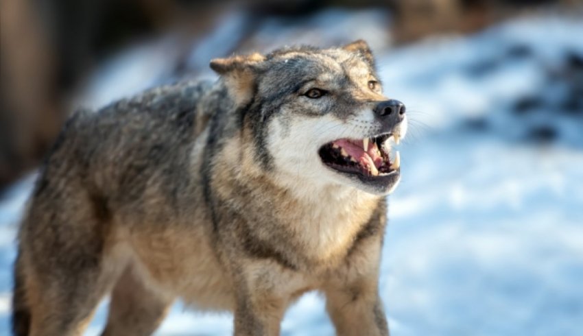 Архангельские охотники добыли 50 волков в январе