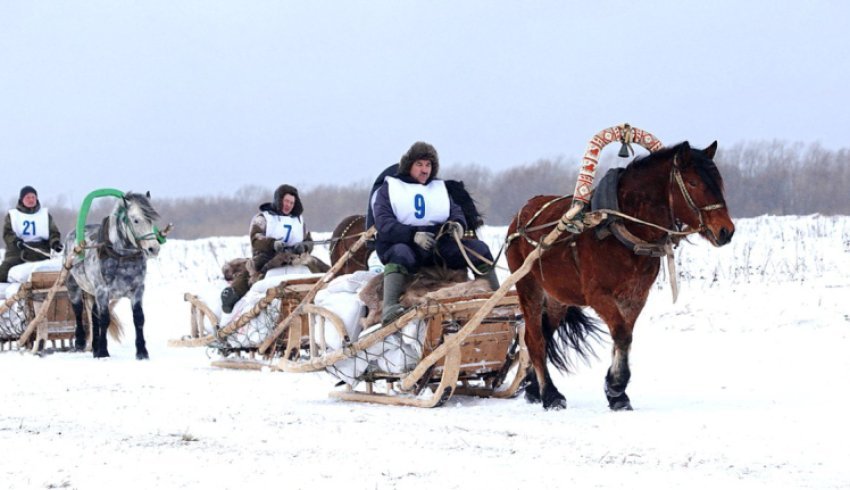 XIII областные соревнования конников на лошадях мезенской породы пройдут в Мезени 2–3 марта