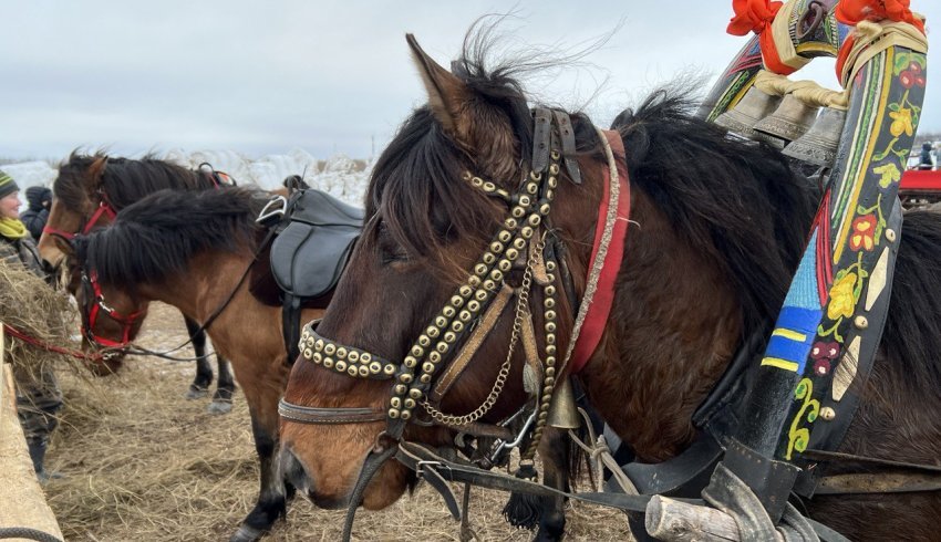 В Мезенском округе стартовали XIII Областные соревнования конников на лошадях мезенской породы