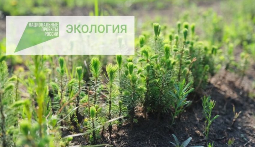В России будет создан фонд экологических и природоохранных проектов для поддержки инициатив в области защиты окружающей среды.