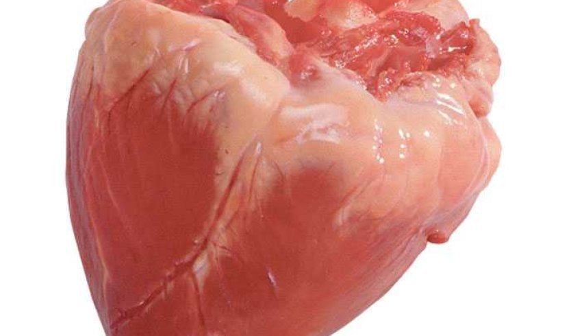 Как архангельский врач создал кардиоимитатор из сердца свиньи
