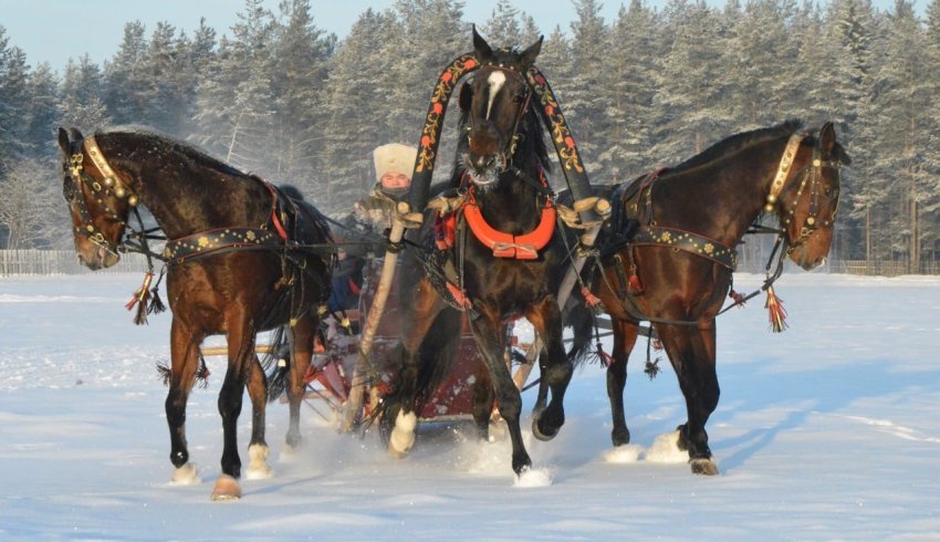 Хорошевский коневодческий комплекс отмечает 10 лет работы в составе АО «Агрофирма «Вельская»