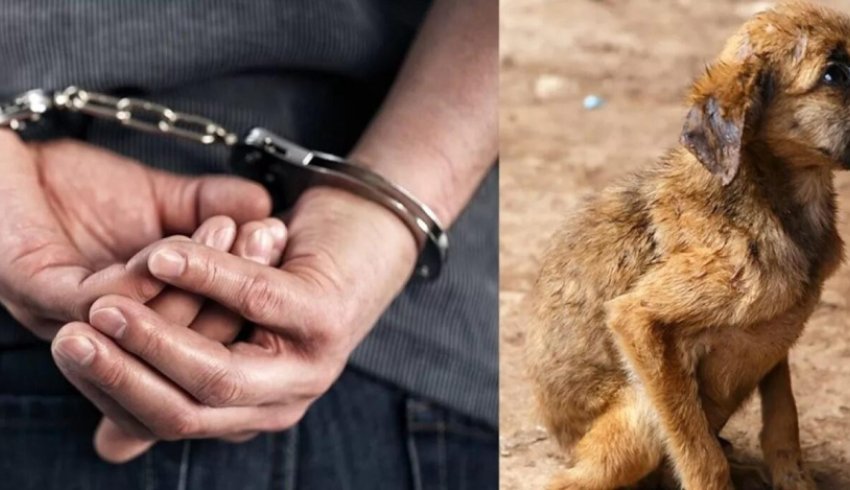 Житель Шенкурска осуждён за жестокое обращение с животным