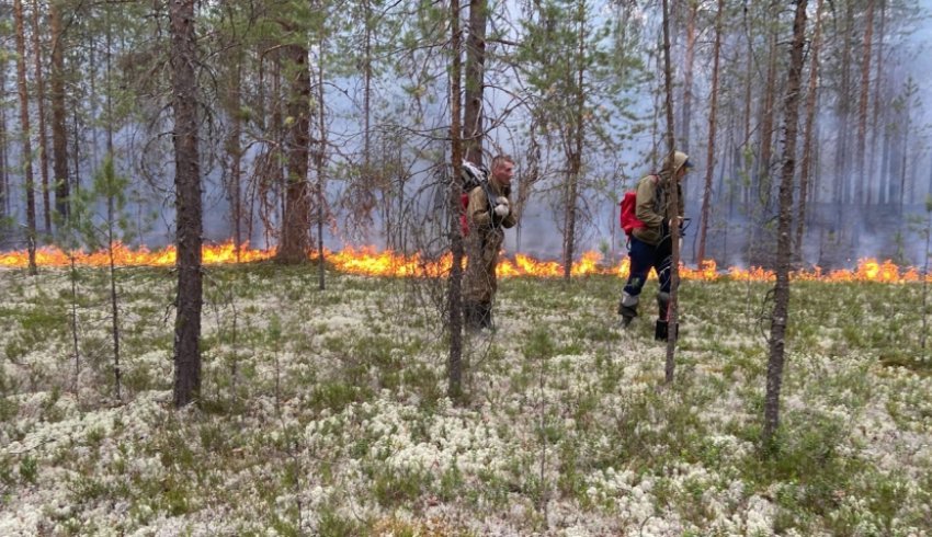В лесах Поморья начинается пожароопасный сезон
