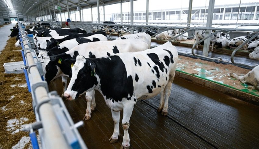 Молочная ферма в Вельске привлекла финансирование на 2,4 млрд рублей