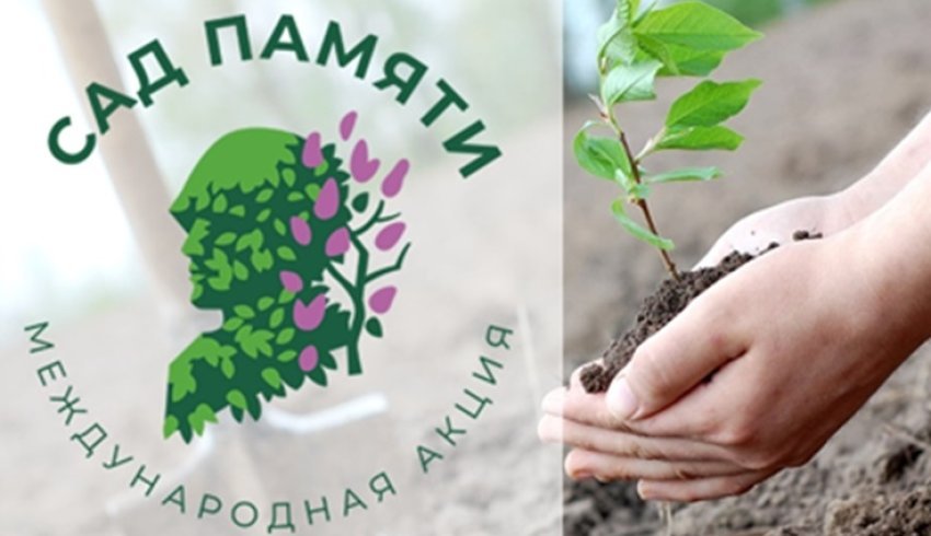 В рамках акции "Сад Памяти – 2024" в Поморье планируется посадить свыше миллиона деревьев