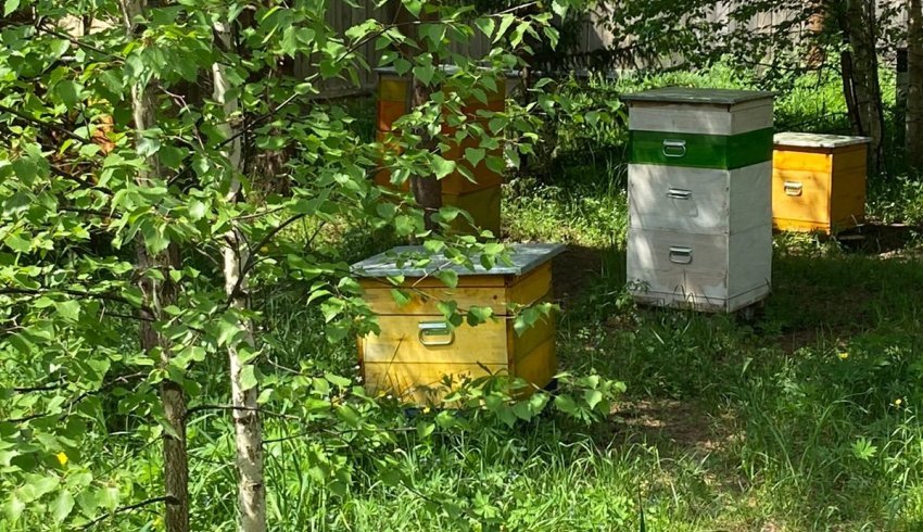 Пчеловоды Поморья заготавливают порядка 40 тонн меда в год
