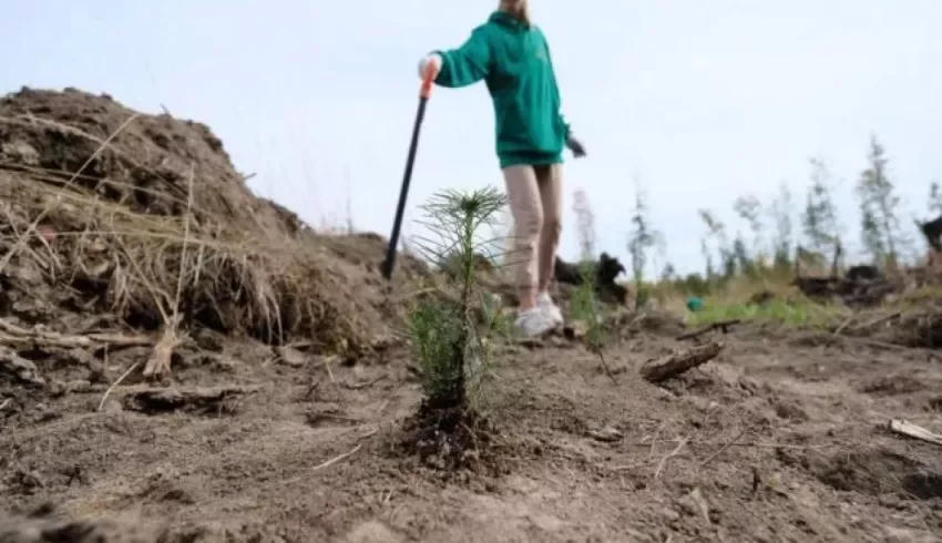 Поморье стало лучшим регионом по лесовосстановлению