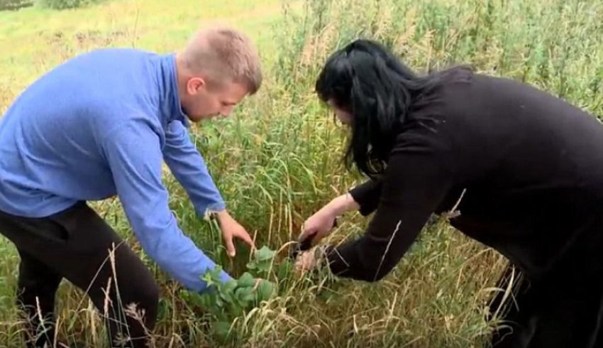 Экспедиция ВИР продолжает исследование растительных культур Поморья 