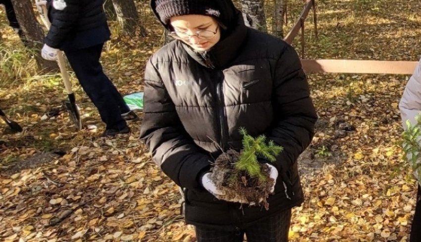 Северяне высадили 720 тысяч деревьев 