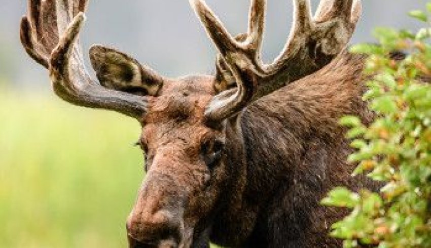 В Архангельской области вынесен приговор по делу о незаконной охоте на лосей