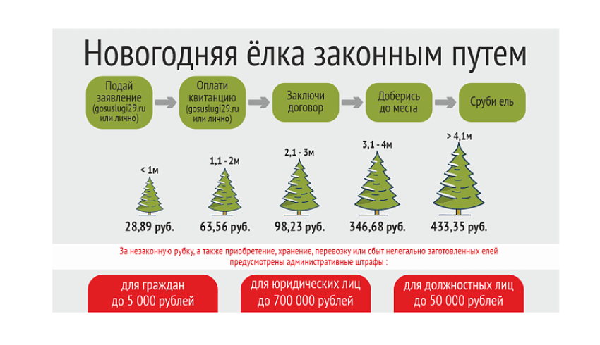 Лесничества Архангельской области приступают к заключению договоров на заготовку новогодних елей