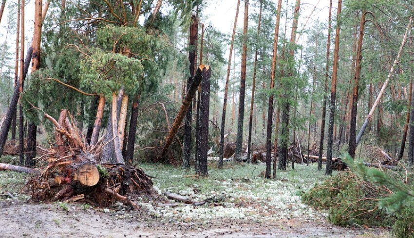 В лесах Поморья рубки ухода в текущем году планируется провести на площади 13500 гектаров