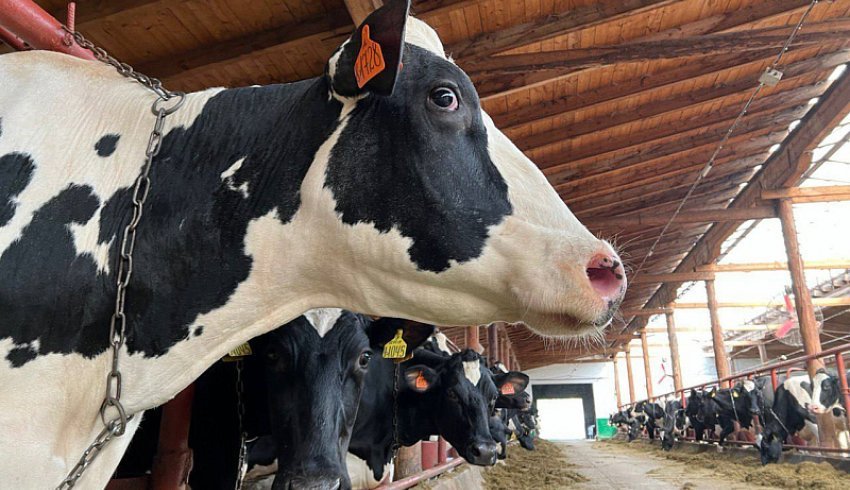 В Архангельской области растёт объём производства сельхозпродукции