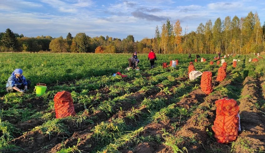 Минагропромторг Поморья продолжает работу по увеличению доли местной продукции в торговых сетях региона