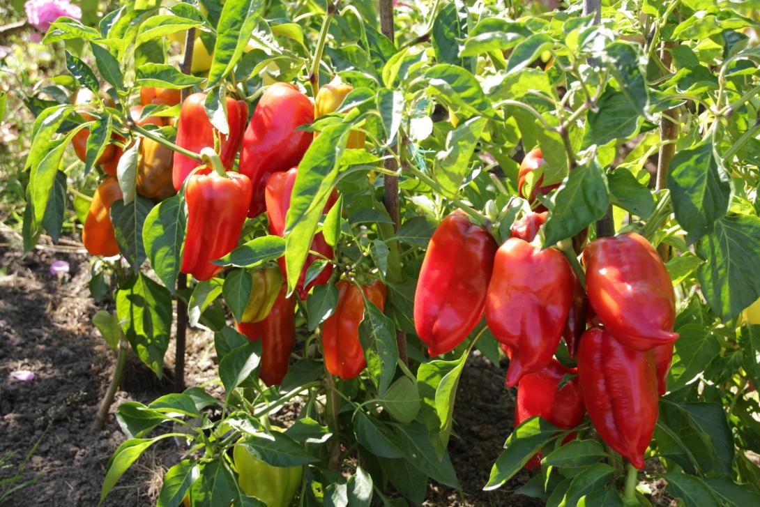 Всего горсть прямо в лунку — перцы начнете собирать по 5 кг с куста: будут крупными, сочными и мясистыми
