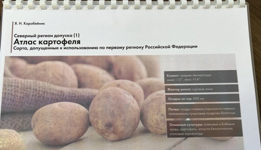 Для аграриев Архангельской области создали атлас сортов картофеля, подходящих для выращивания в условиях Севера